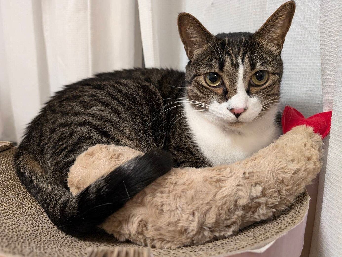 しっぽでアピールをするほど、さっそくお気に入りに！？