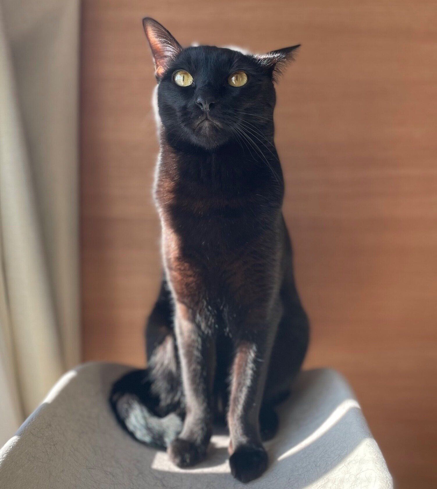 キリッとするこぐまくん