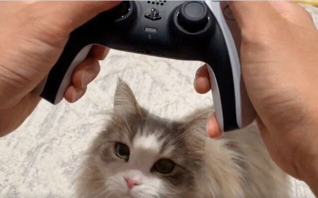 飼い主さんの顔がよく見える位置に動くララちゃん