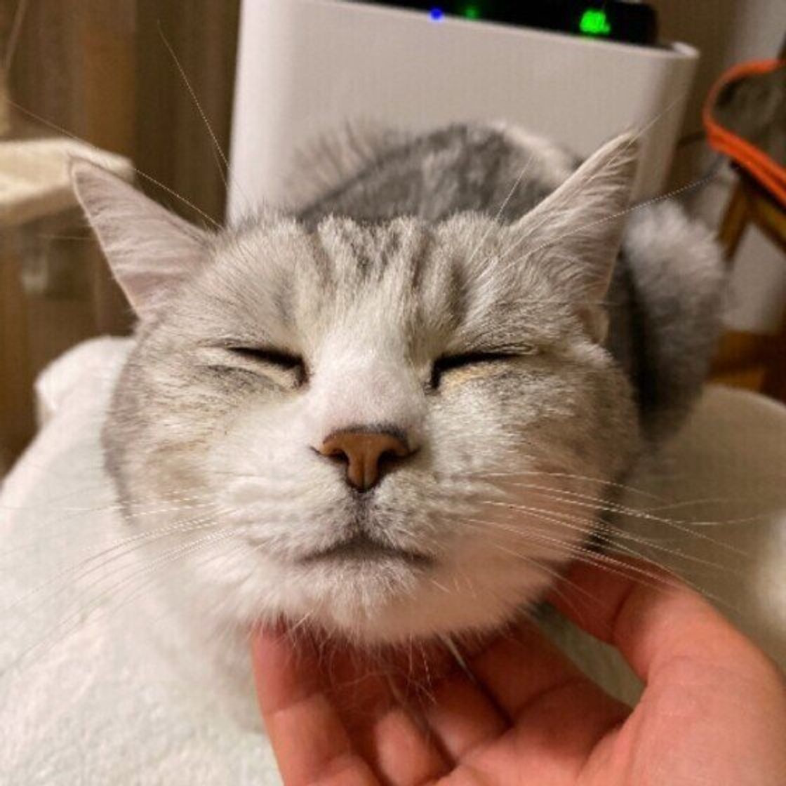 猫の 甘噛み には理由があった 4つの理由と対処法を解説します ねこのきもちweb Magazine 猫の 甘噛み には理由があった 4つの理由と対処法を解説します ねこのきもちweb Magazine