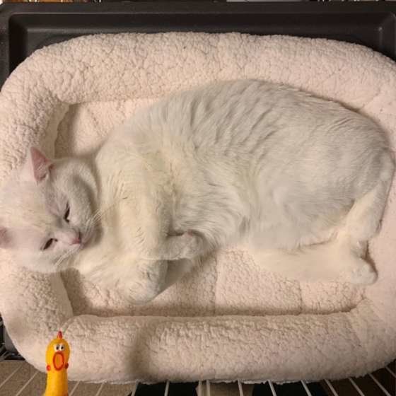 エキゾチックショートヘア　ダニエル