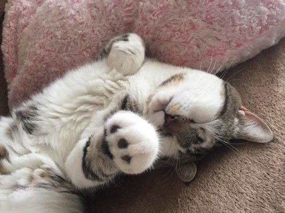 熟睡するマンチカン