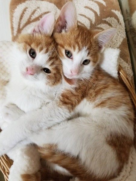 2匹で寄り添って寝ているMIX茶×白