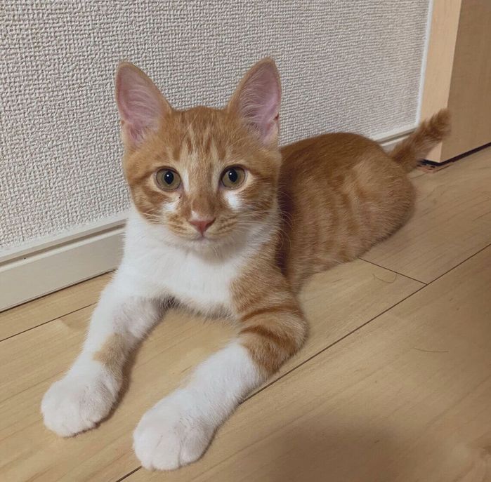生後4カ月ごろに撮影したごま太郎くん