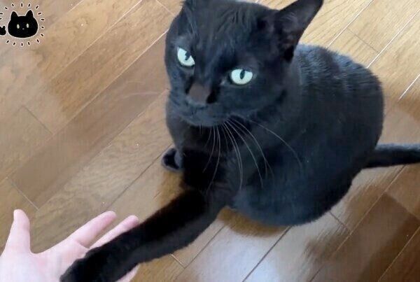 ドヤ顔をするろんさん