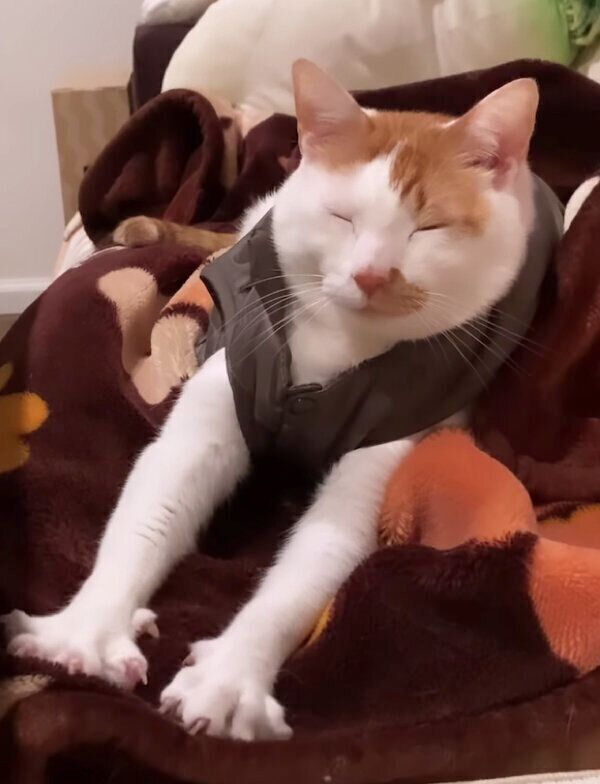 フミフミするタルトくん