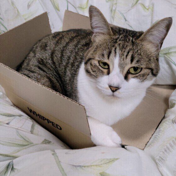 MIXキジトラのめいちゃん