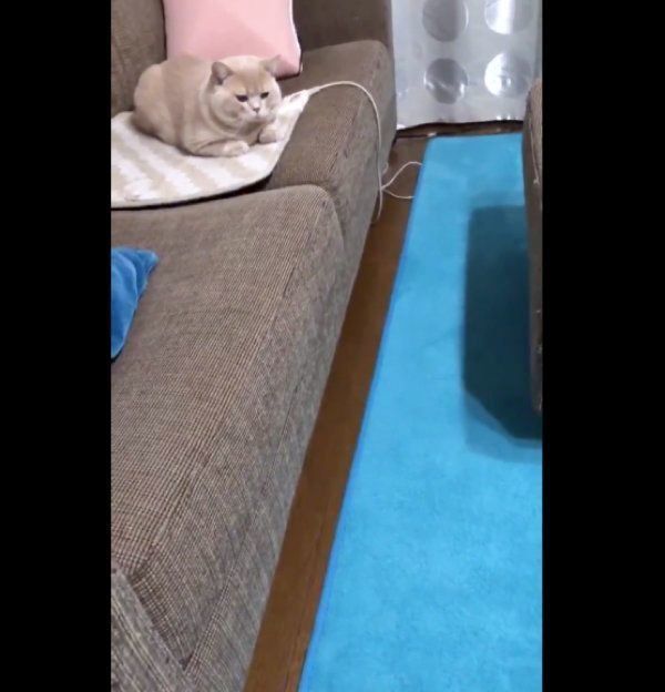 ブリティッシュショートヘアのみかんちゃんとぽてとちゃん