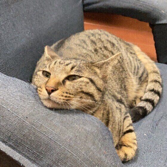 アゴ乗せをするキジトラ