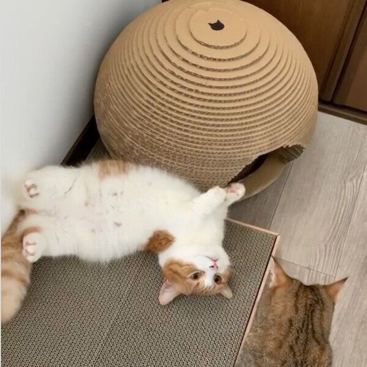 夜中の大運動会で 姉猫に追い詰められた弟猫の 降参ポーズ が可愛すぎる ねこのきもちweb Magazine 夜中の大運動会で 姉猫に追い詰められた弟猫の 降参ポーズ が可愛すぎる ねこのきもちweb Magazine