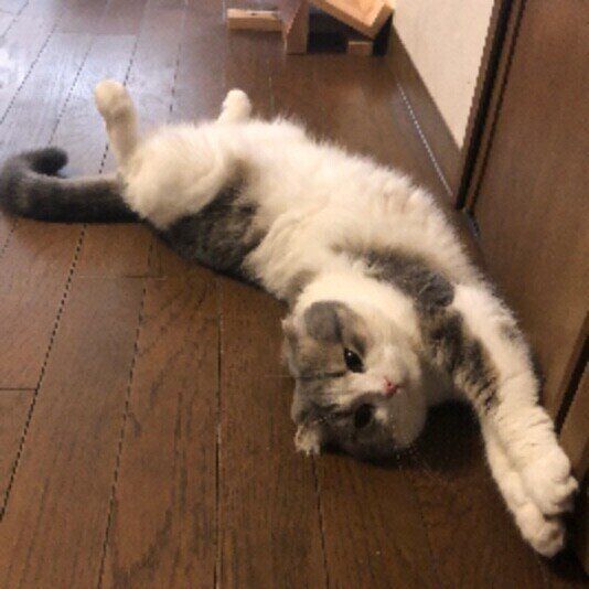 伸びるくうちゃん（スコティッシュフォールド）