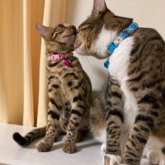 ベンガルの2匹の猫