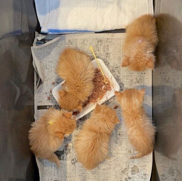 保護当時の子猫たち