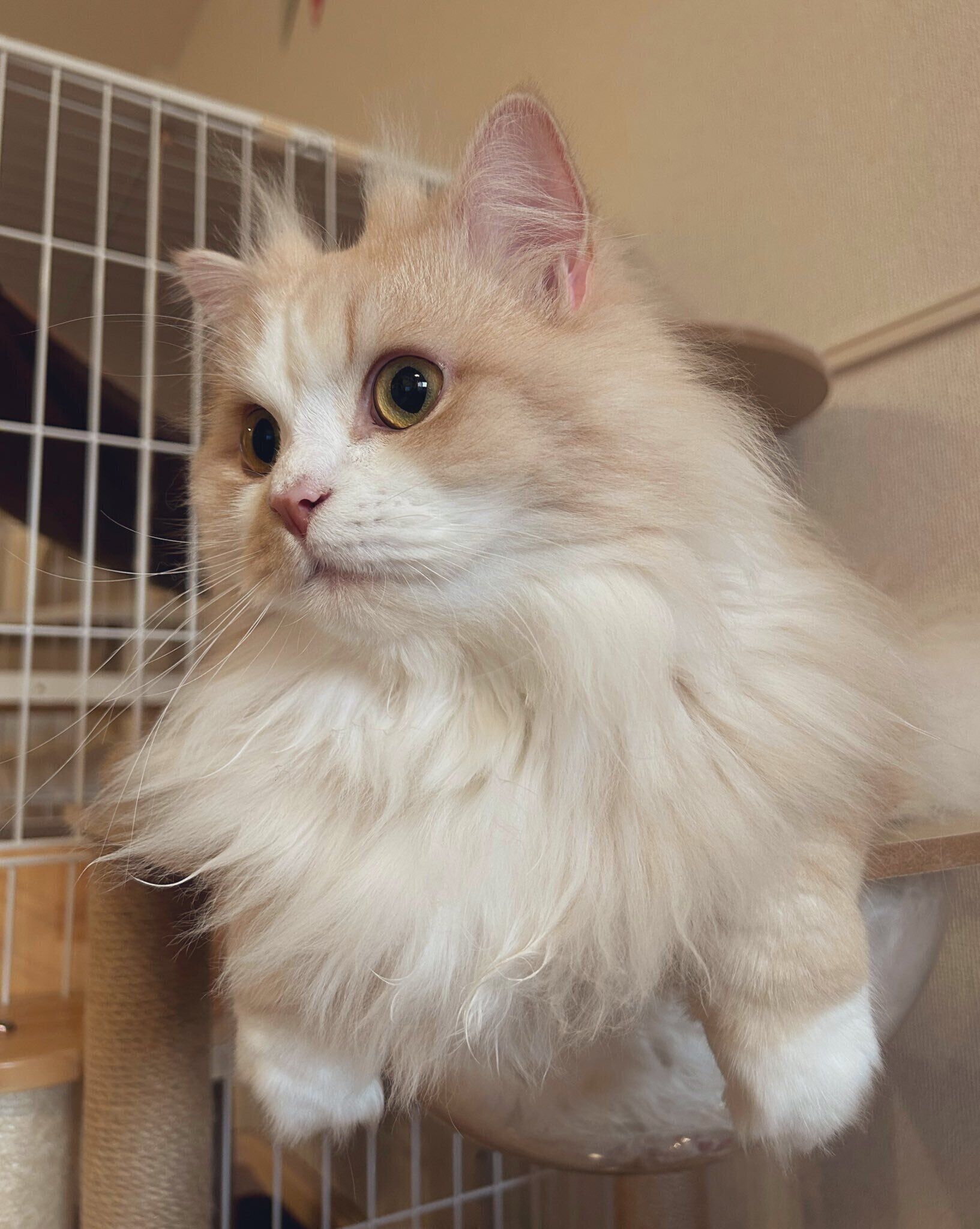 毛がモフモフなミヌエット