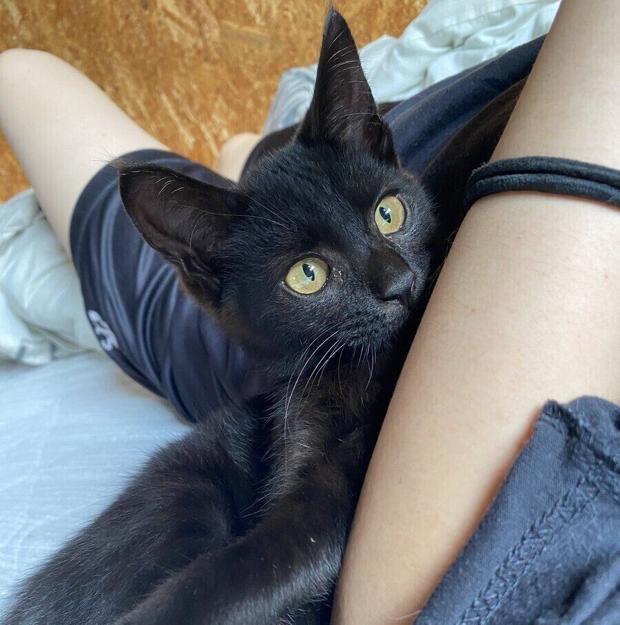 飼い主さんにくっつくうにくん