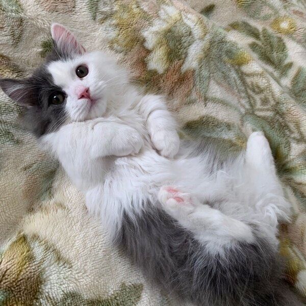 ヘソ天するちゃいくん