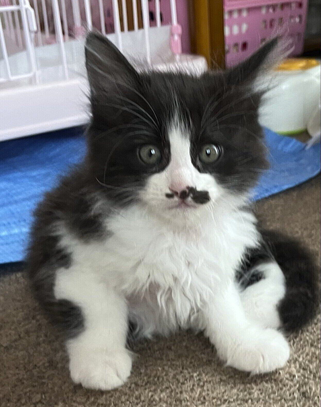 この頃から“イケメン”！？　子猫時代のラプラスくん