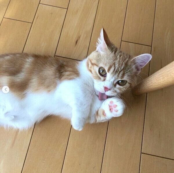 寝転がるころんちゃん