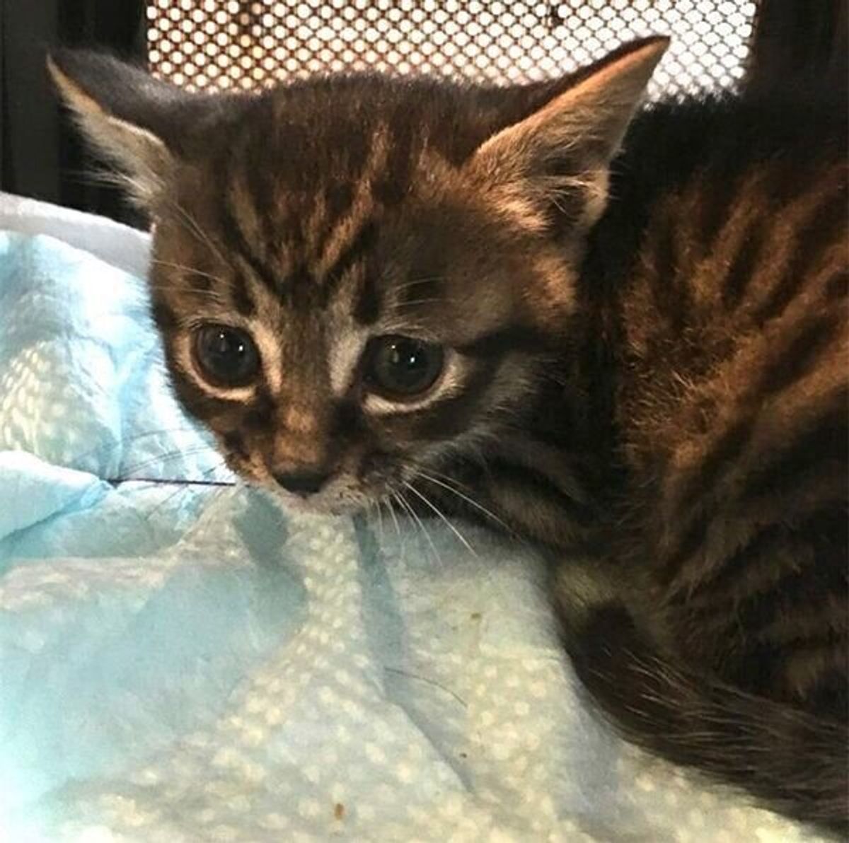 生後1カ月で保護された子猫 現在は 完全に心を開ききっている姿 が可愛すぎる ねこのきもちweb Magazine 生後1カ月で保護された子猫 現在は 完全に心を開ききっている姿 が可愛すぎる ねこのきもちweb Magazine