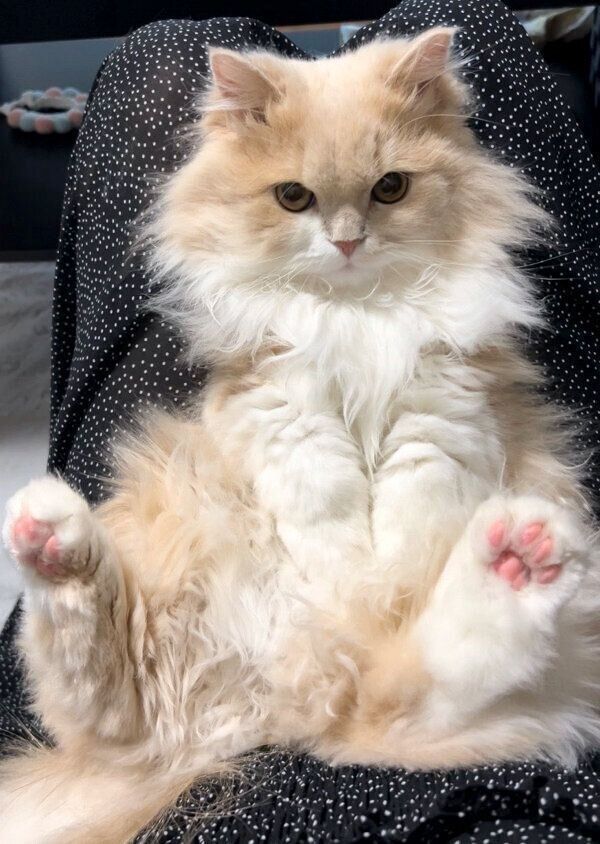 モフモフなビジュちゃん