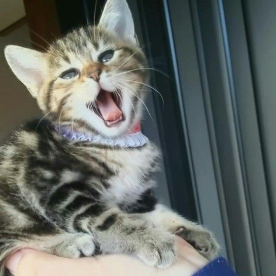 手のひらサイズ