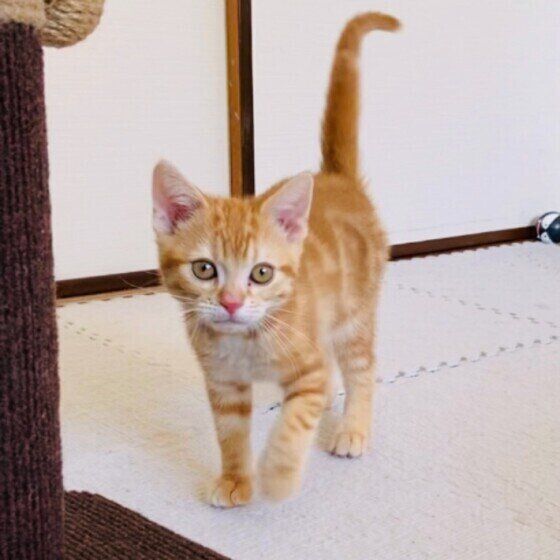 アメリカンショートヘアの一番くん