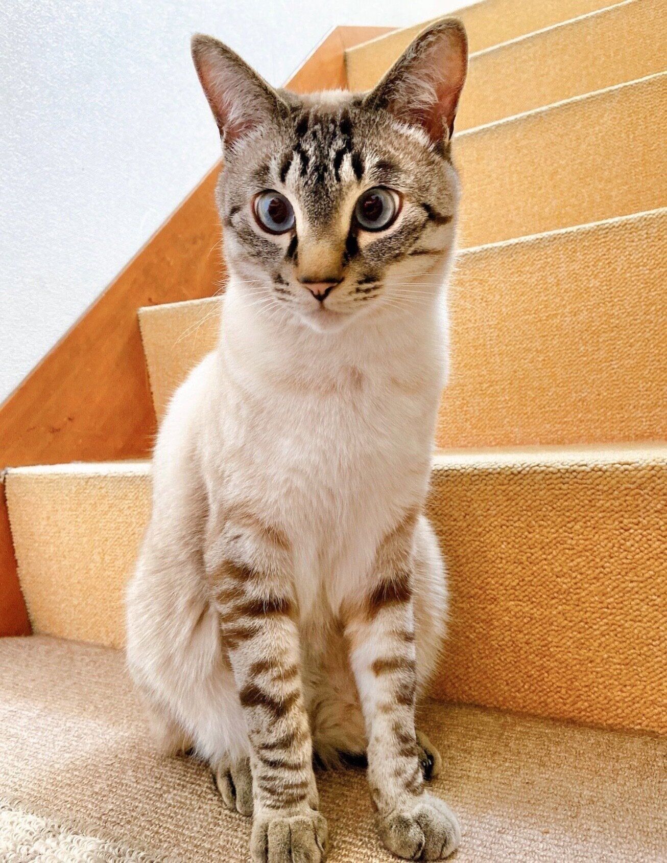 見つめるそらくん