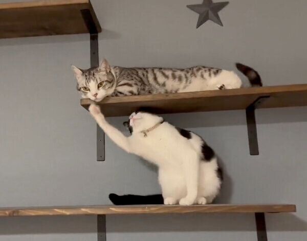 ハクくんにちょっかいを出すうたちゃん