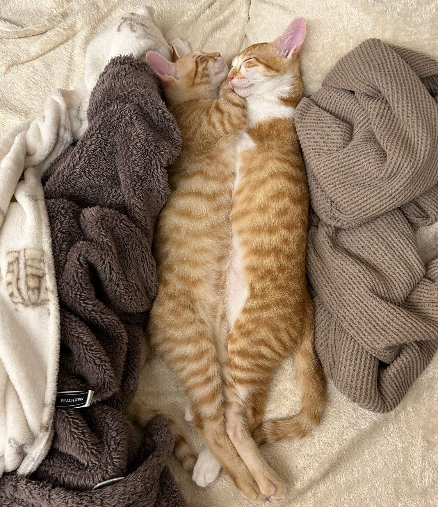 くっついて眠るモルトくん、ホップくん。