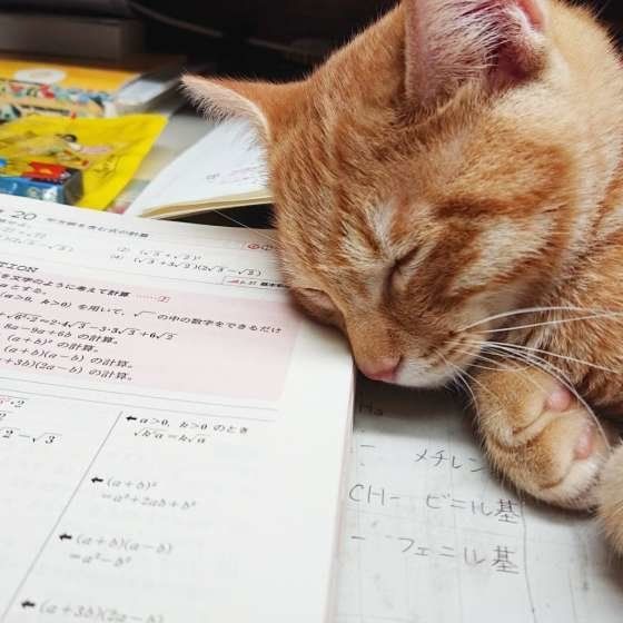宿題の上で眠る猫