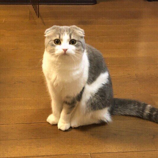 いいことを期待する猫（スコティッシュフォールド、メス）