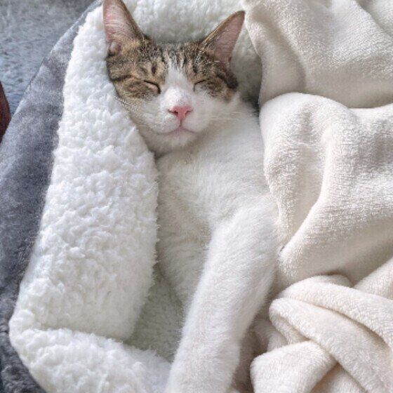 五郎くん（MIX）