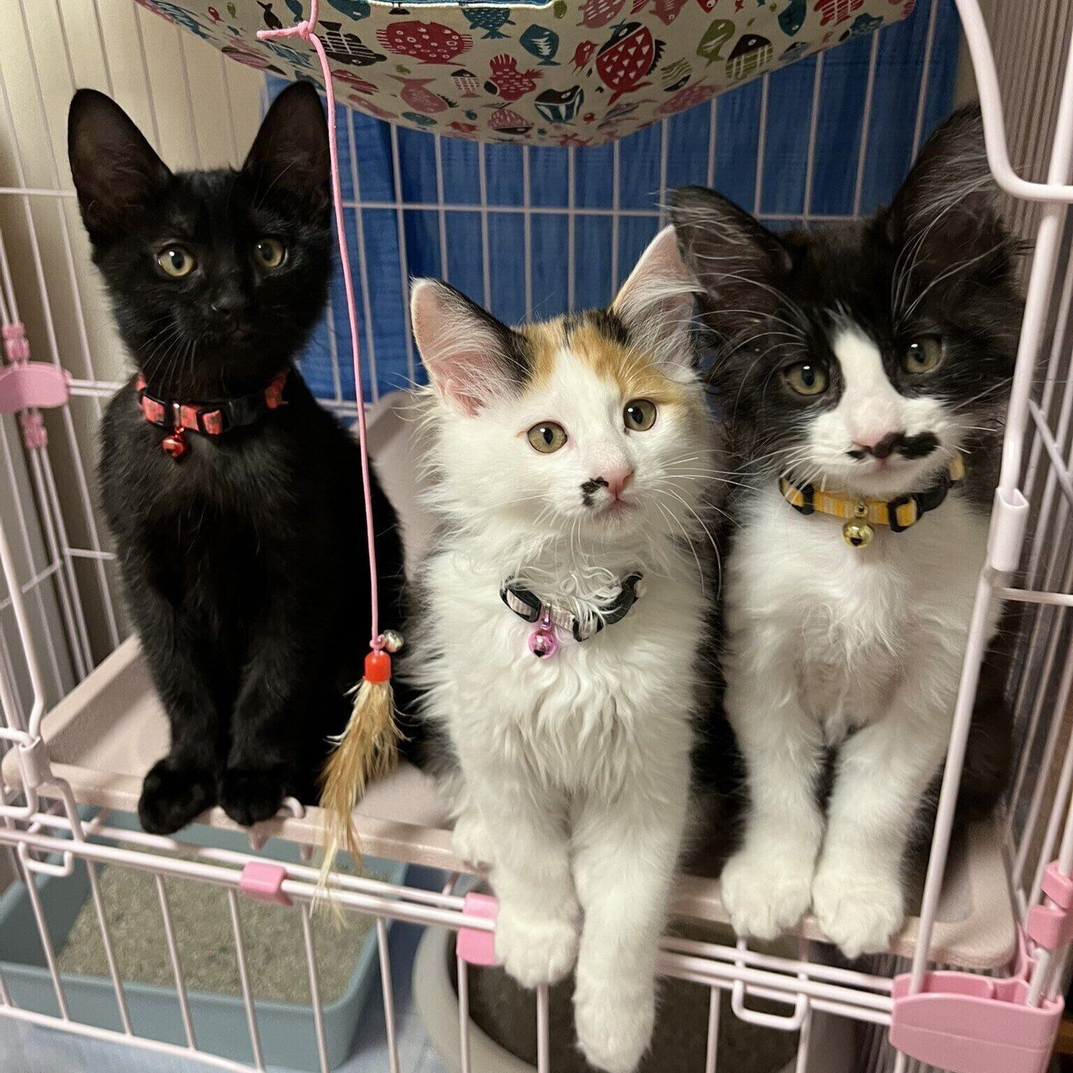 かわいすぎる　子猫時代の3匹の様子