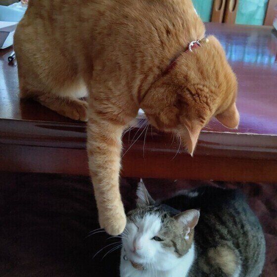 ちょっかいを出すMIXの女の子