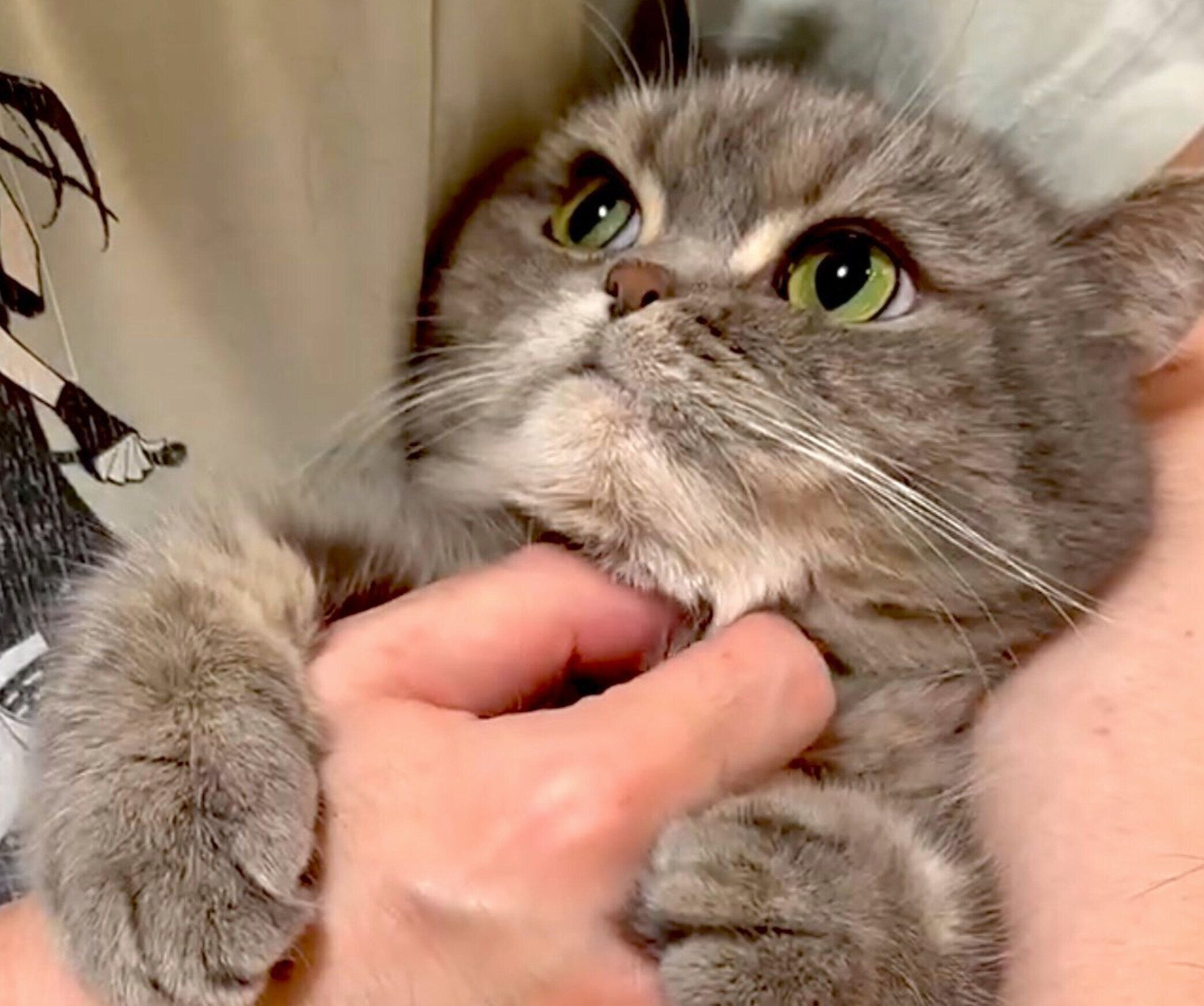 飼い主さんの手をギューッとするひまりちゃん