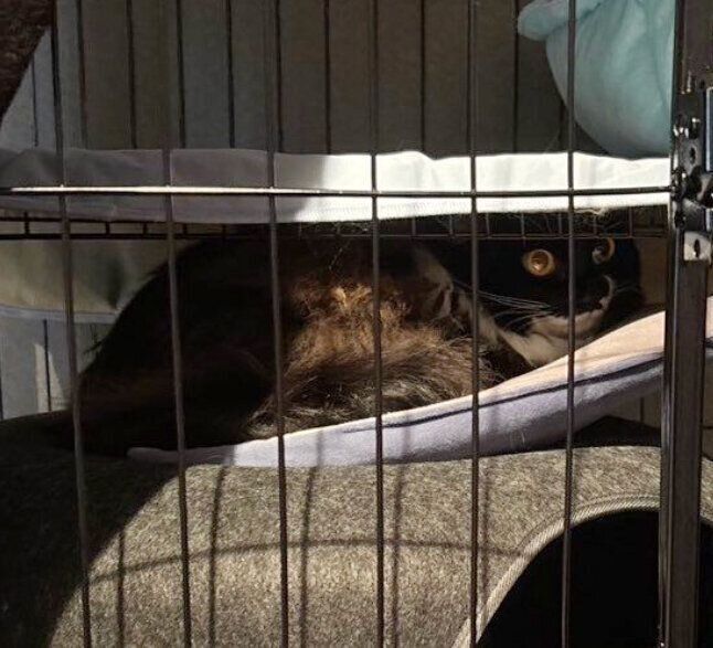 お迎えしたばかりのころのブラウニーちゃん