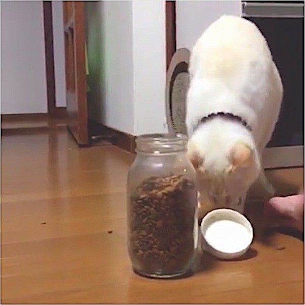 自力でごはんをゲットするニャンコ