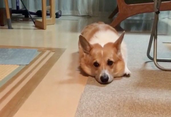 障子からひょっこり顔をだす猫