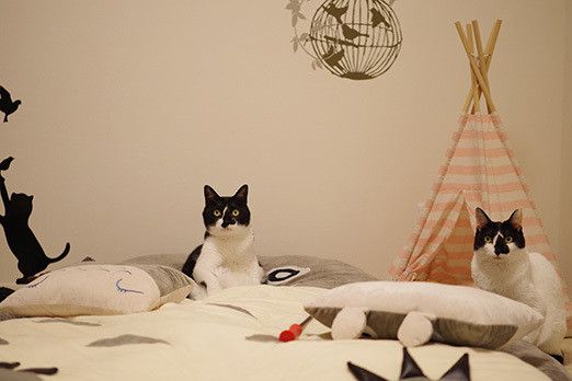 猫マスター本気の猫部屋紹介