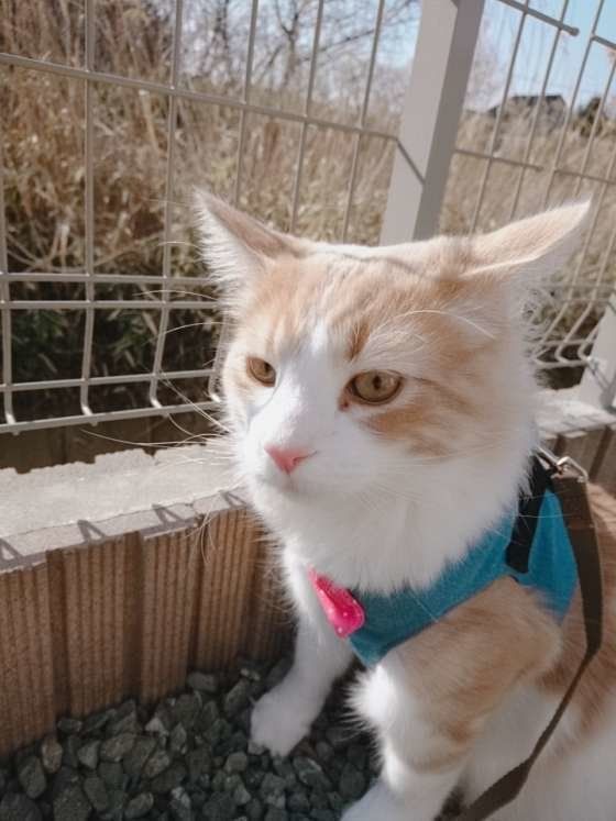 やまと君のイカ耳