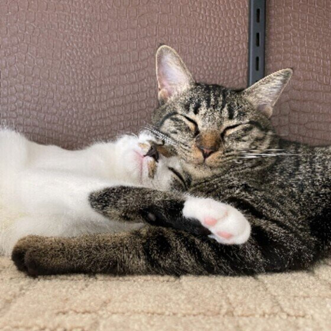 猫と一緒に寝るときに飼い主さんが注意したい3つのことは 獣医師が解説 ねこのきもちweb Magazine