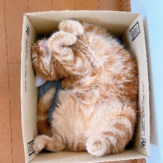 アメリカンショートヘアのももちゃん