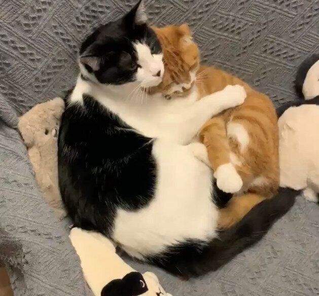 眠たそうにしながら抱き合うぺぺくん、ポポちゃん