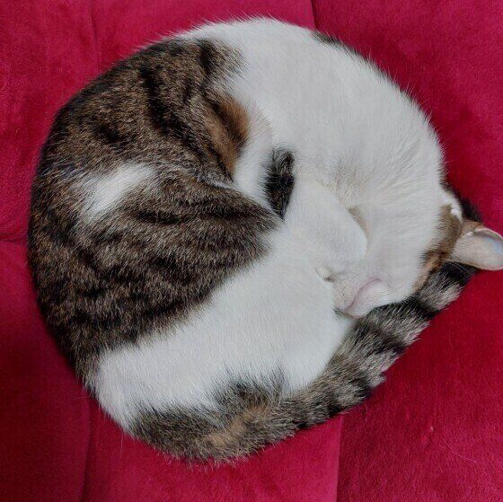 キジトラ猫のりくちゃん