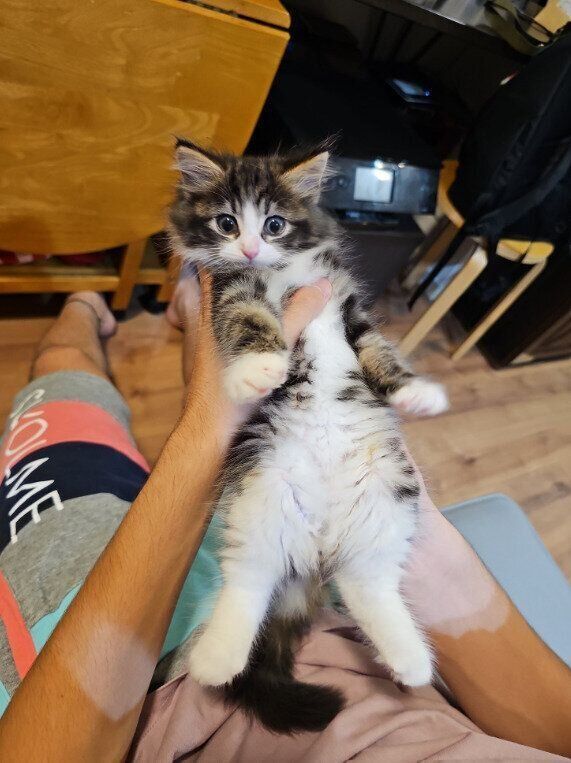 生後2カ月のノルウェージャンフォレストキャット