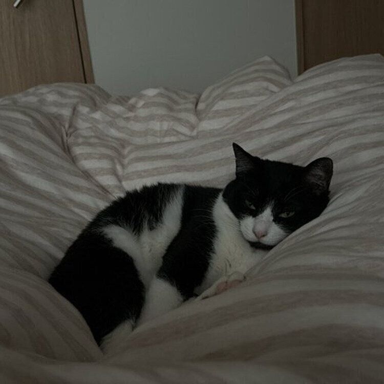 飼い主さんのベッドにやってきたオリビアちゃん