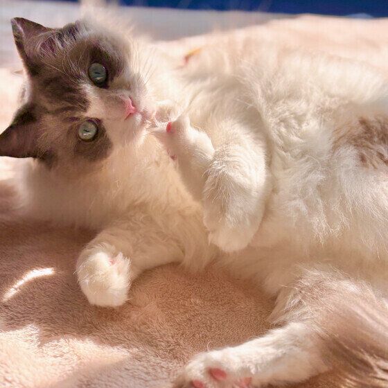 毛づくろいするラグドール