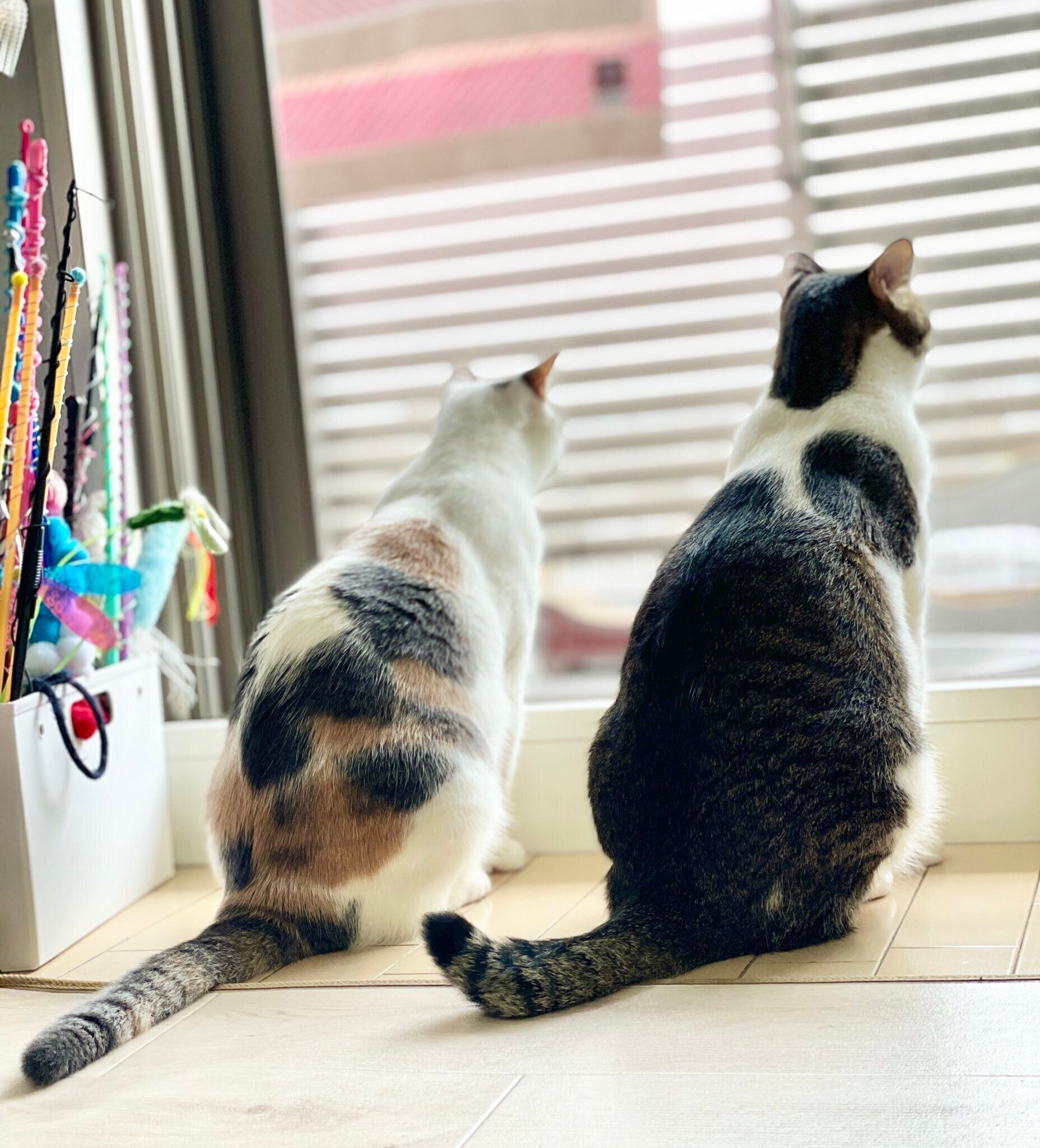 2匹の並ぶ後ろ姿