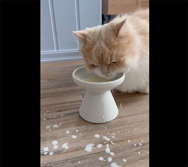 ミルクの飲み方が下手なビジュちゃん