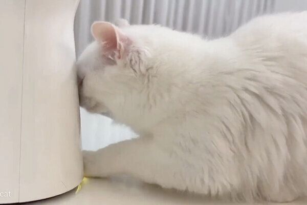 ペットカメラが気になるマオくん